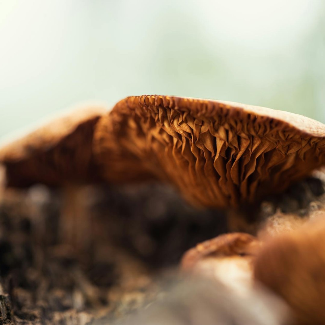 Les humains sont génétiquement plus proches des champignons que des plantes.