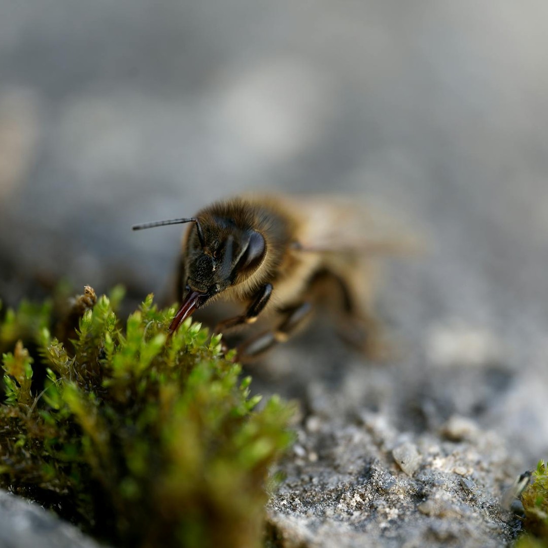 Les abeilles voient aussi l'ultraviolet.