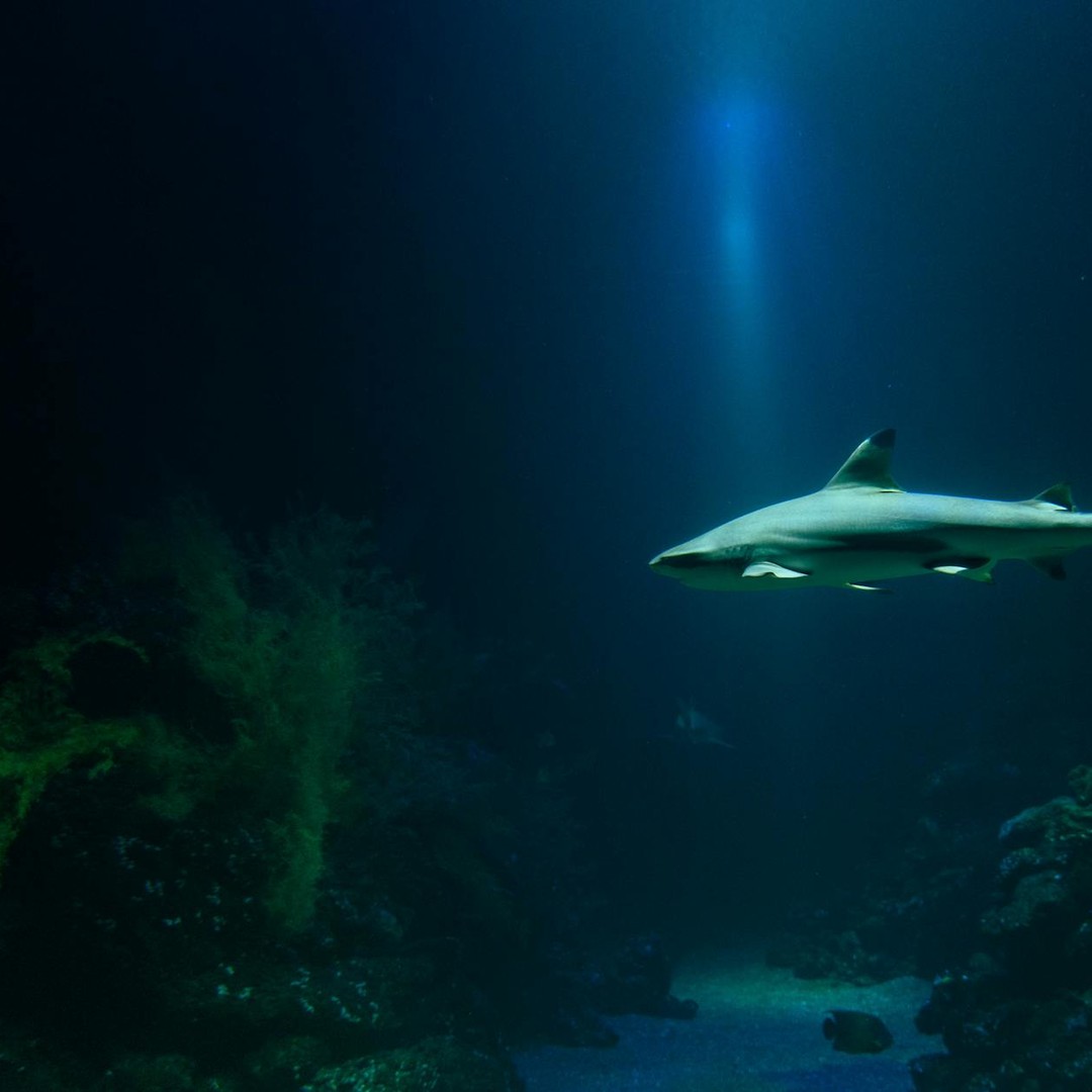 Les requins sont plus anciens que les anneaux de Saturne.
