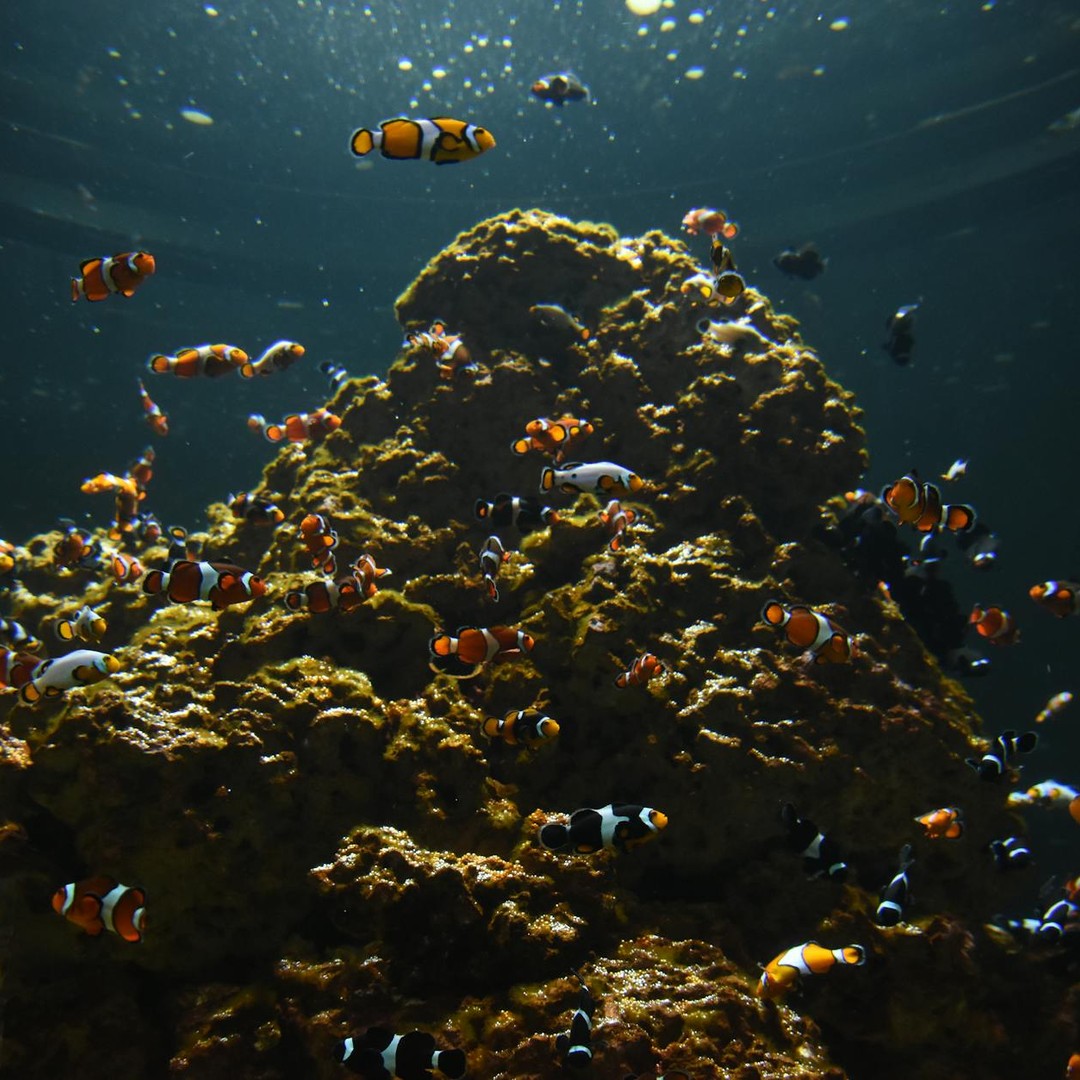 Le point Nemo est l'endroit de l'océan le plus éloigné des terres.