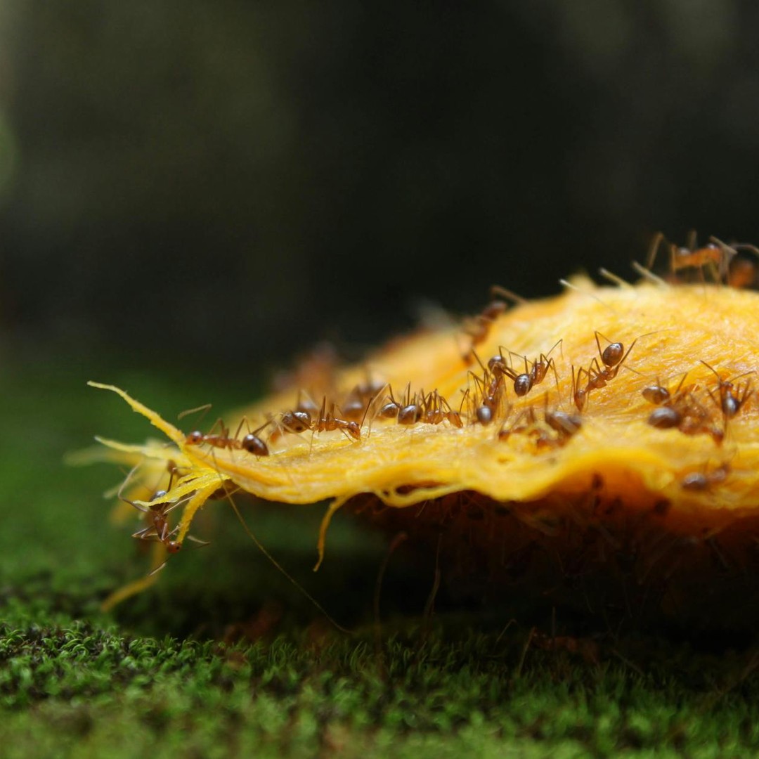 Les fourmis cultivent des champignons depuis 50 millions d'années.