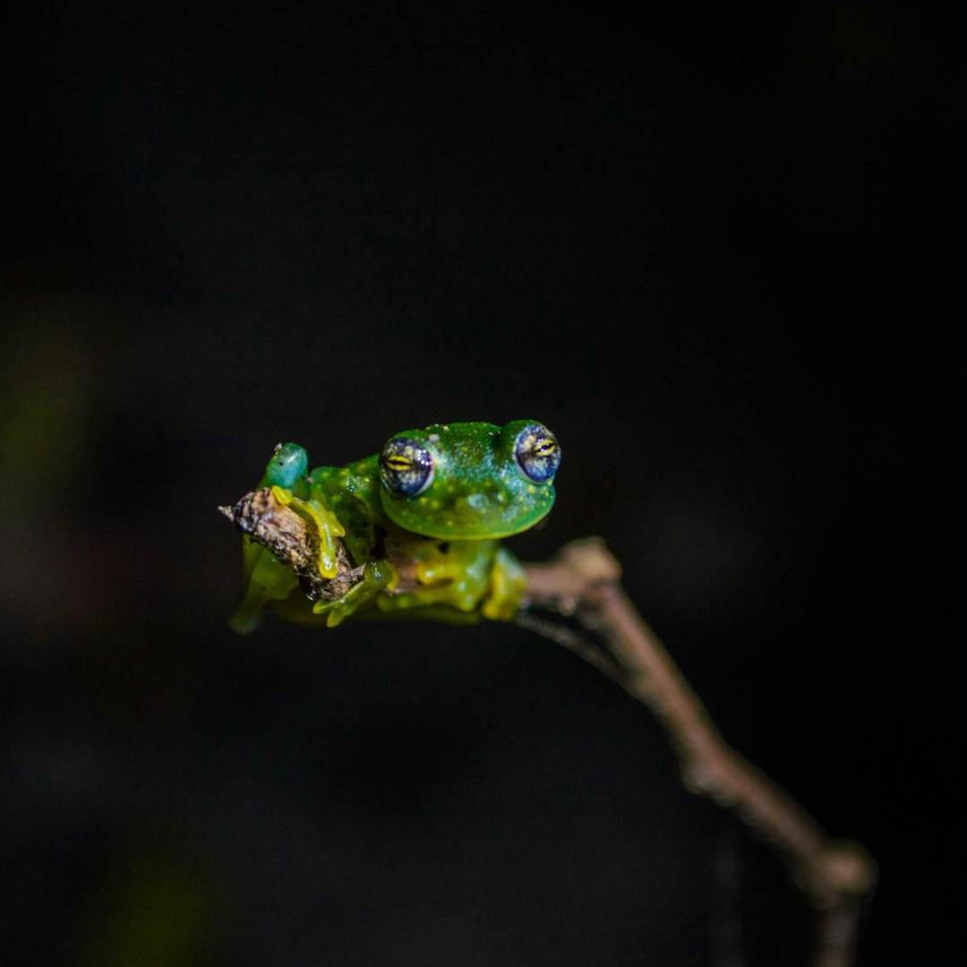 Les grenouilles de verre ont un cœur visible à travers leur peau.