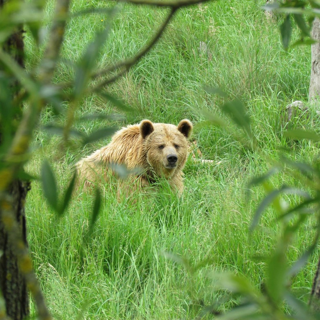 Les ours polaires ont la peau noire sous leur fourrure claire.