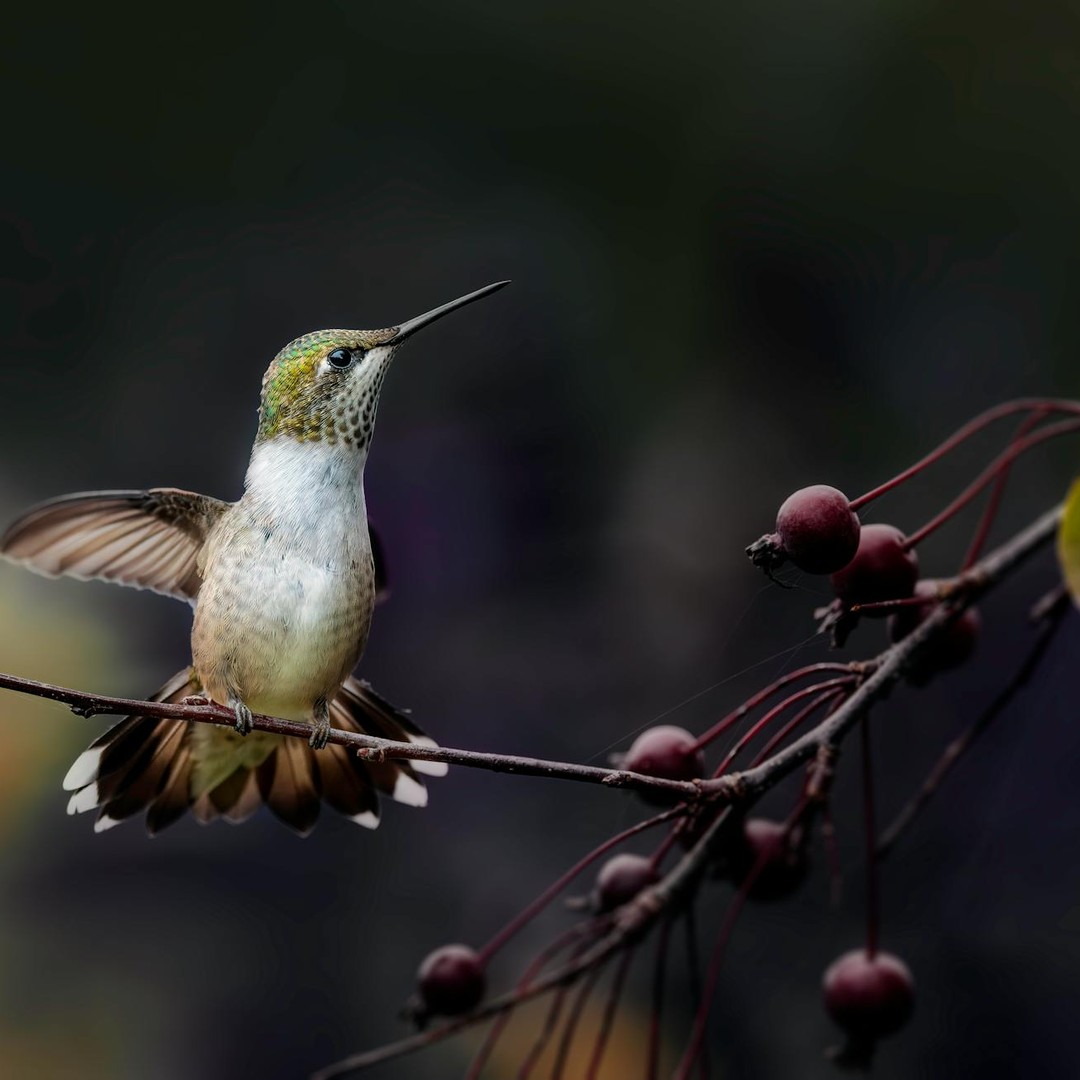 Les colibris peuvent battre des ailes des dizaines de fois par seconde.
