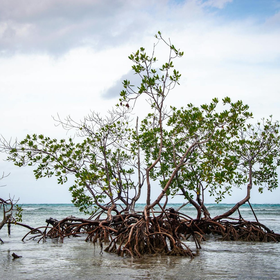 Les mangroves servent de nurserie à de nombreux poissons.