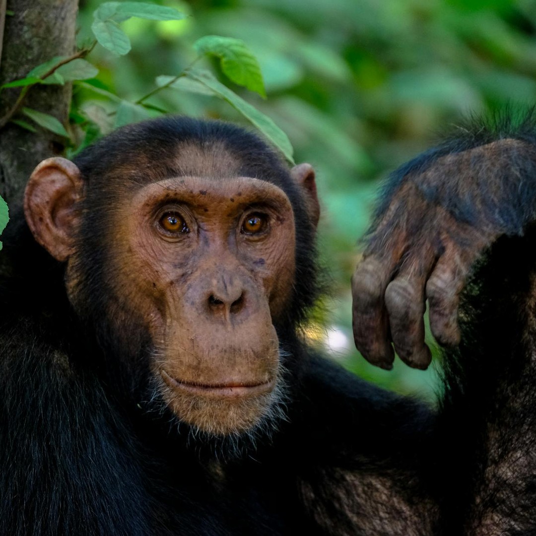 Les humains ont autant de poils que les chimpanzés.