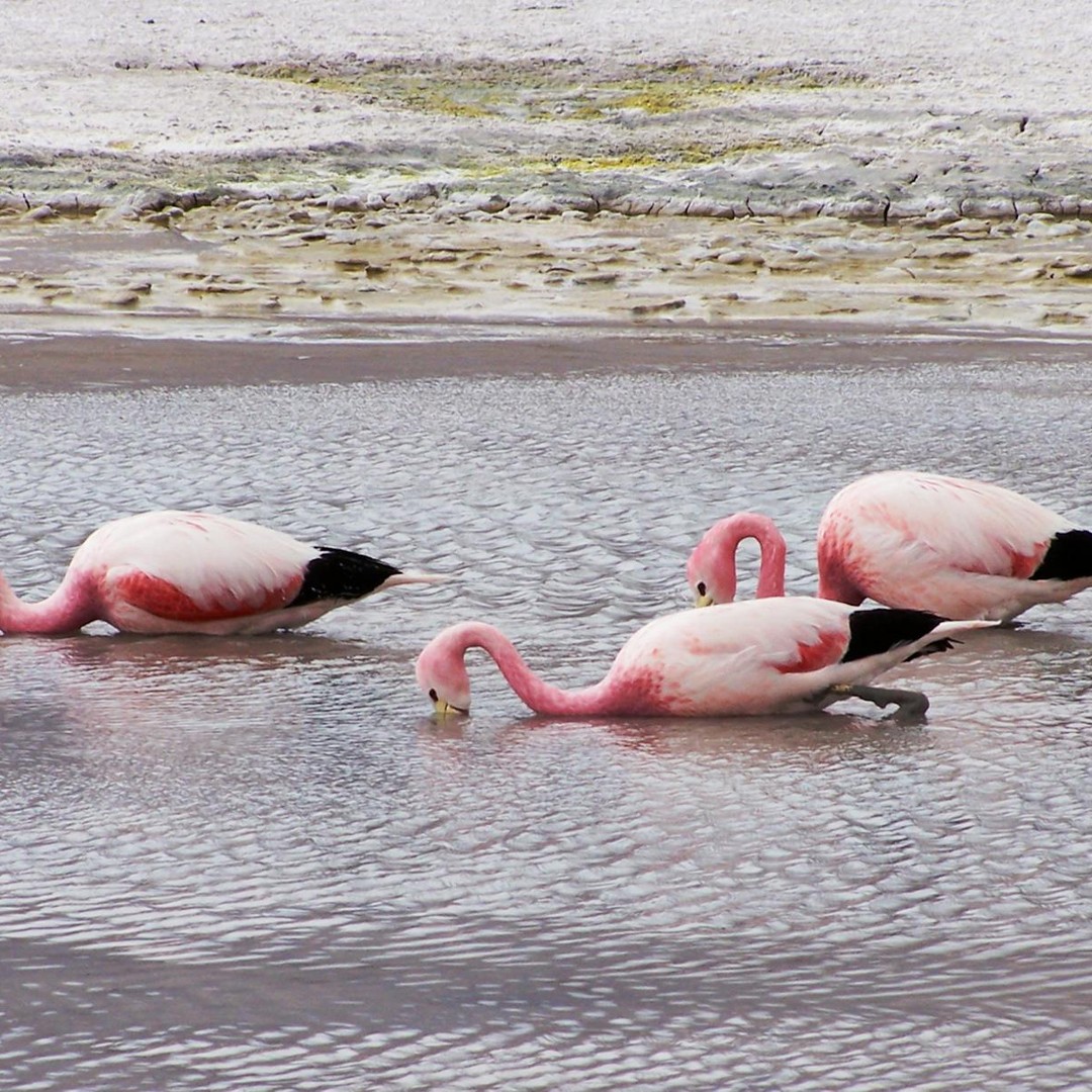 Les flamants roses filtrent l'eau avec leur bec à l'envers.