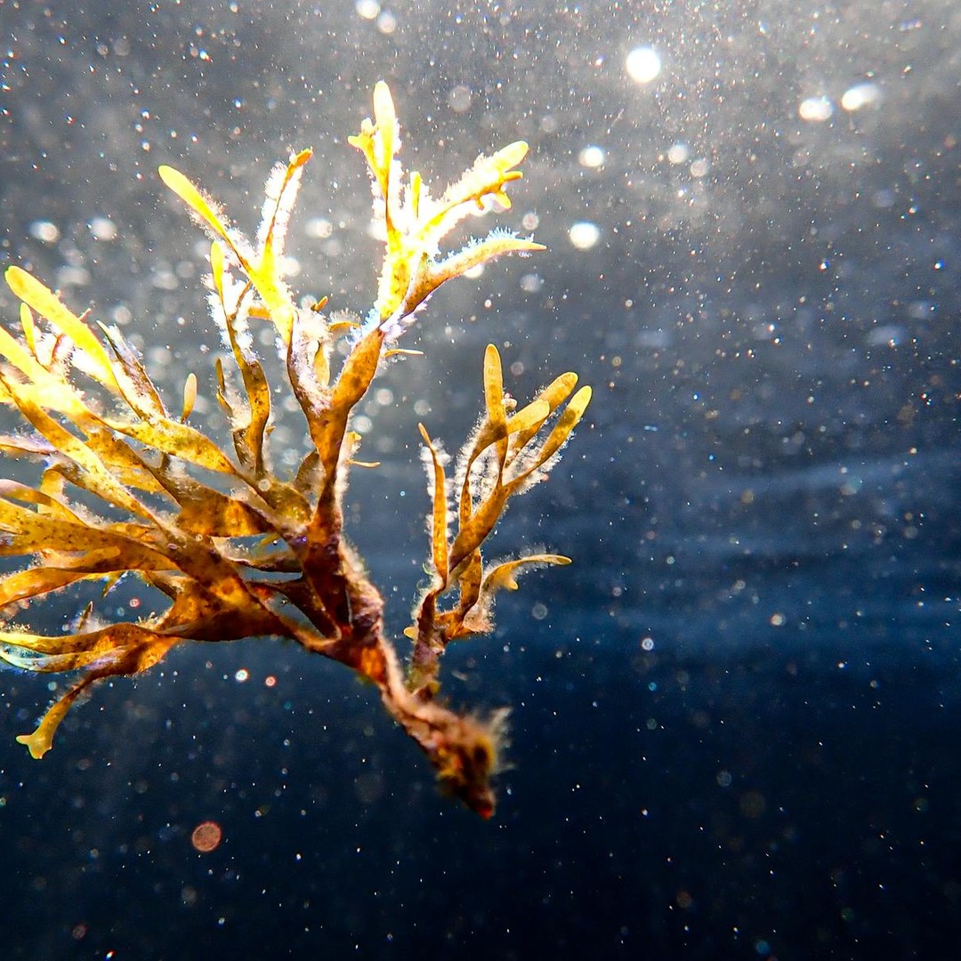 La mer des Sargasses est délimitée par des courants plutôt que par des côtes.