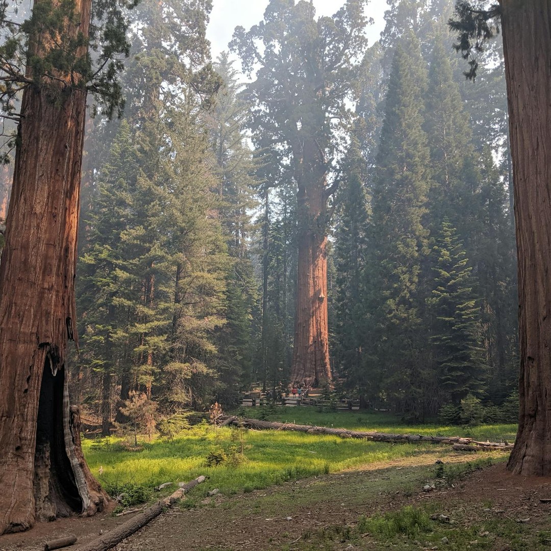 Certaines graines de séquoia géant profitent du feu pour germer.