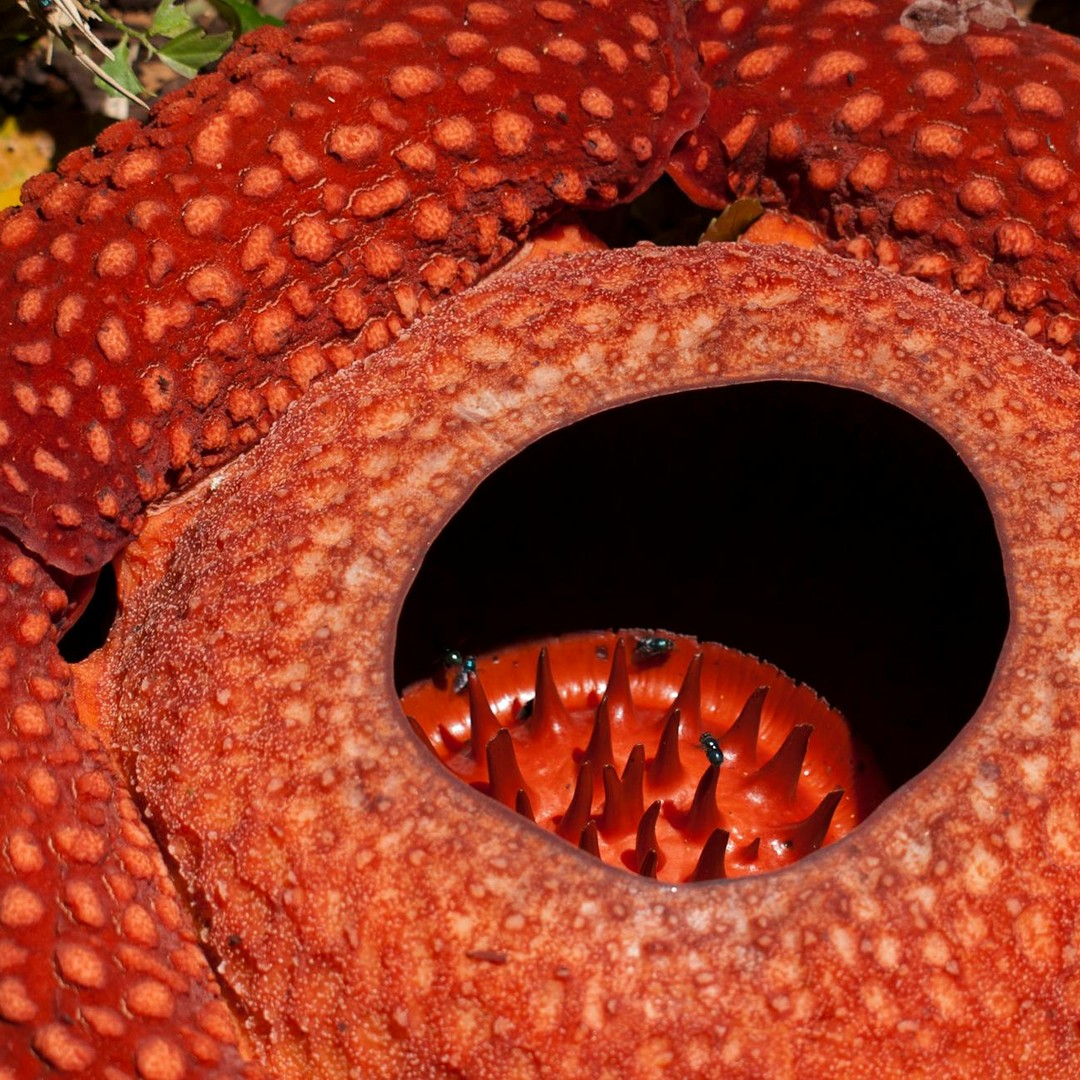 La fleur de Rafflesia peut dépasser un mètre de diamètre.