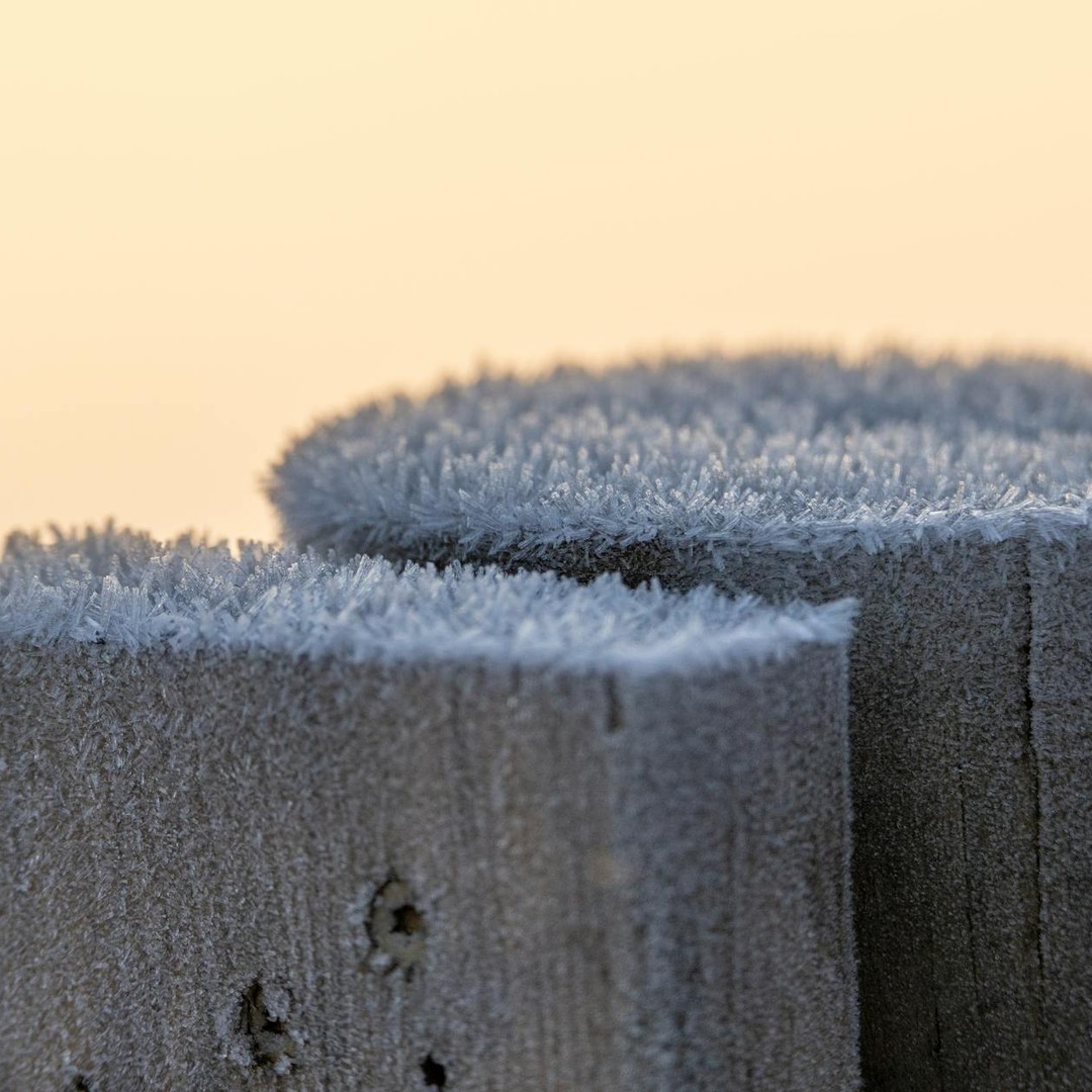 La glace peut former des cheveux de glace sur du bois mort.