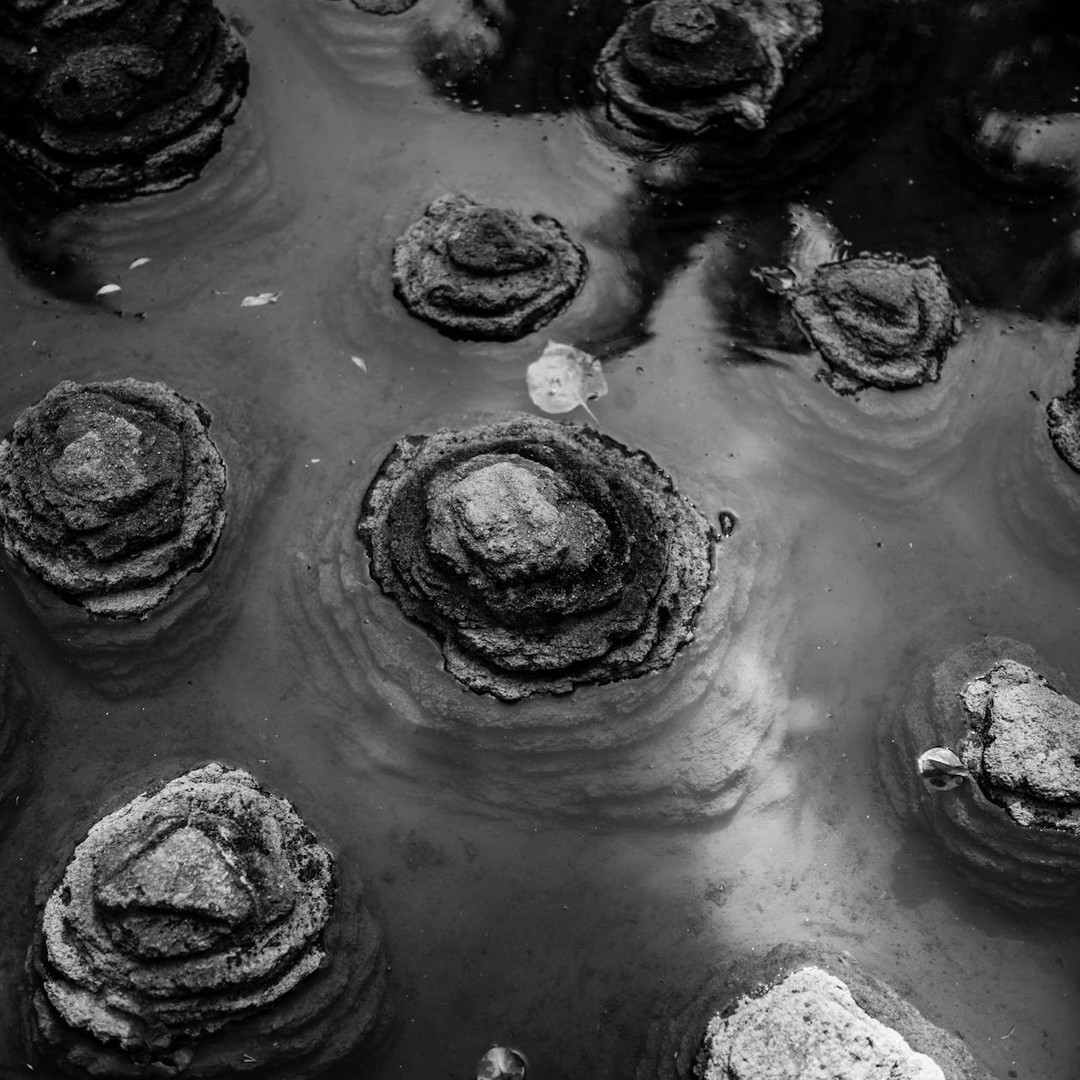 Les stromatolithes sont construits par des micro-organismes couche après couche.