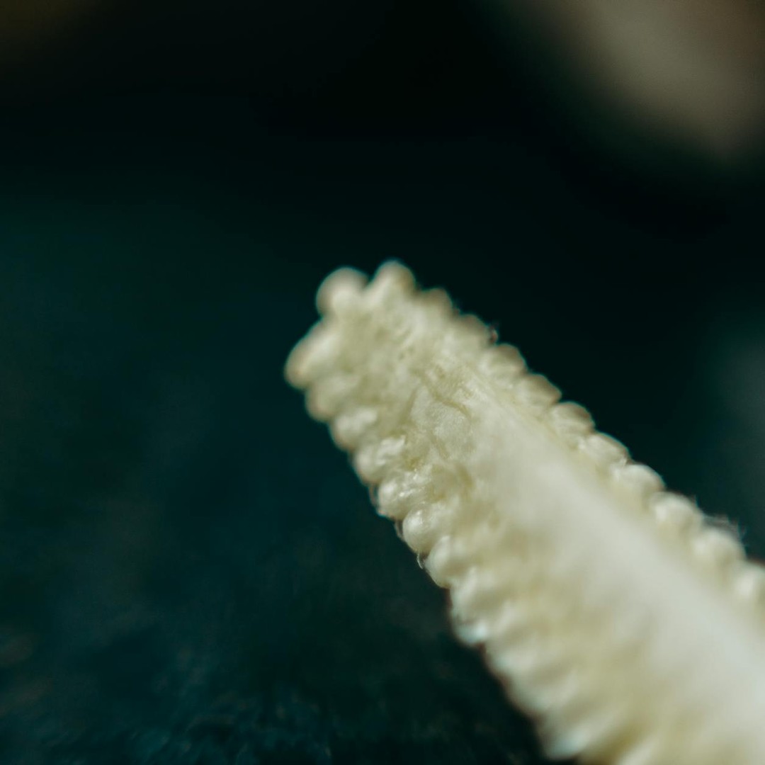 L'émail des dents est le tissu le plus dur du corps humain.