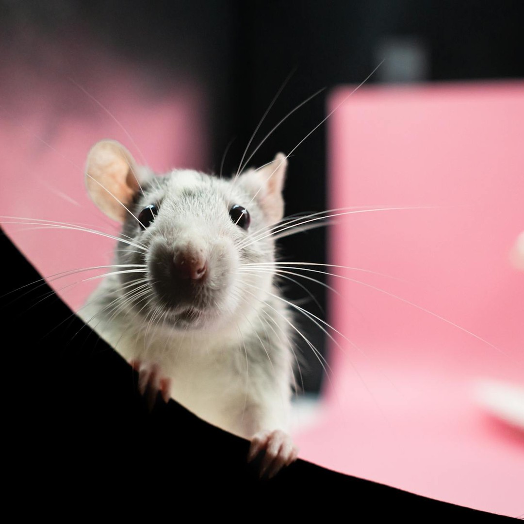Le rat-taupe nu peut vivre avec très peu d'oxygène pendant plusieurs minutes.