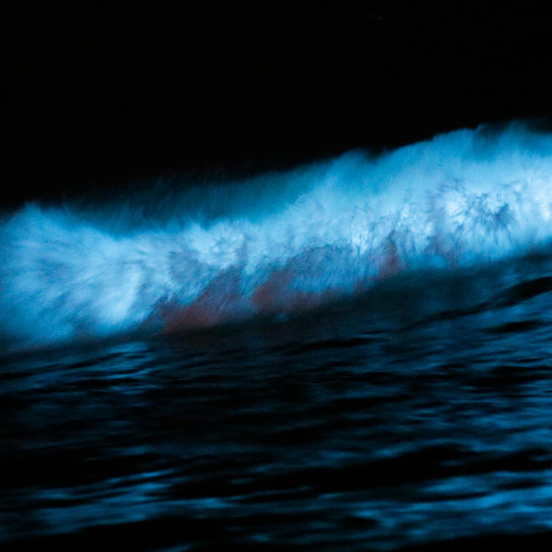 La bioluminescence marine transforme parfois l'eau en ciel etoile.