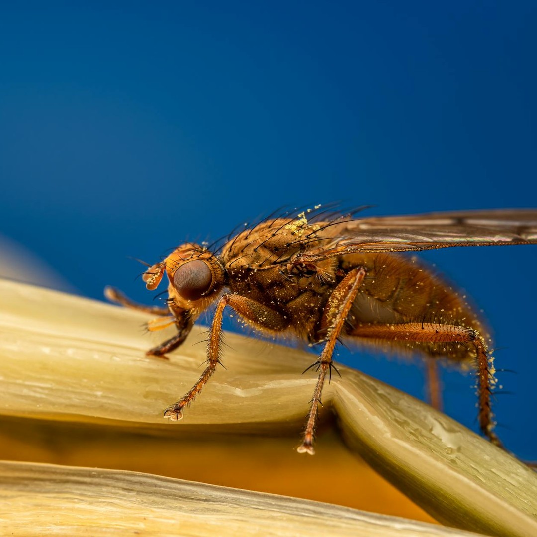 Les humains partagent 60% de leurs gènes avec une mouche à fruit.