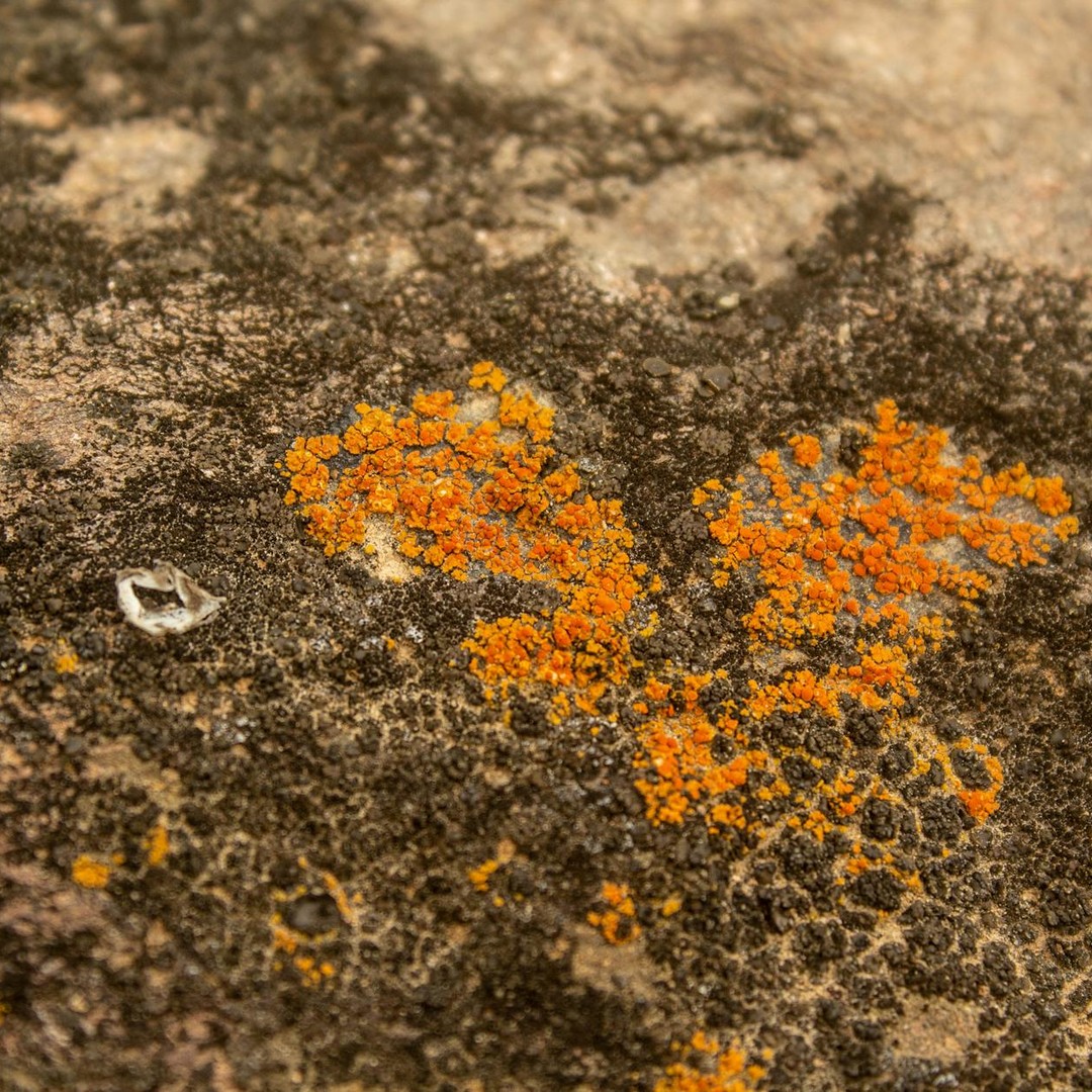 Les lichens sont une association intime entre un champignon et un partenaire photosynthétique.
