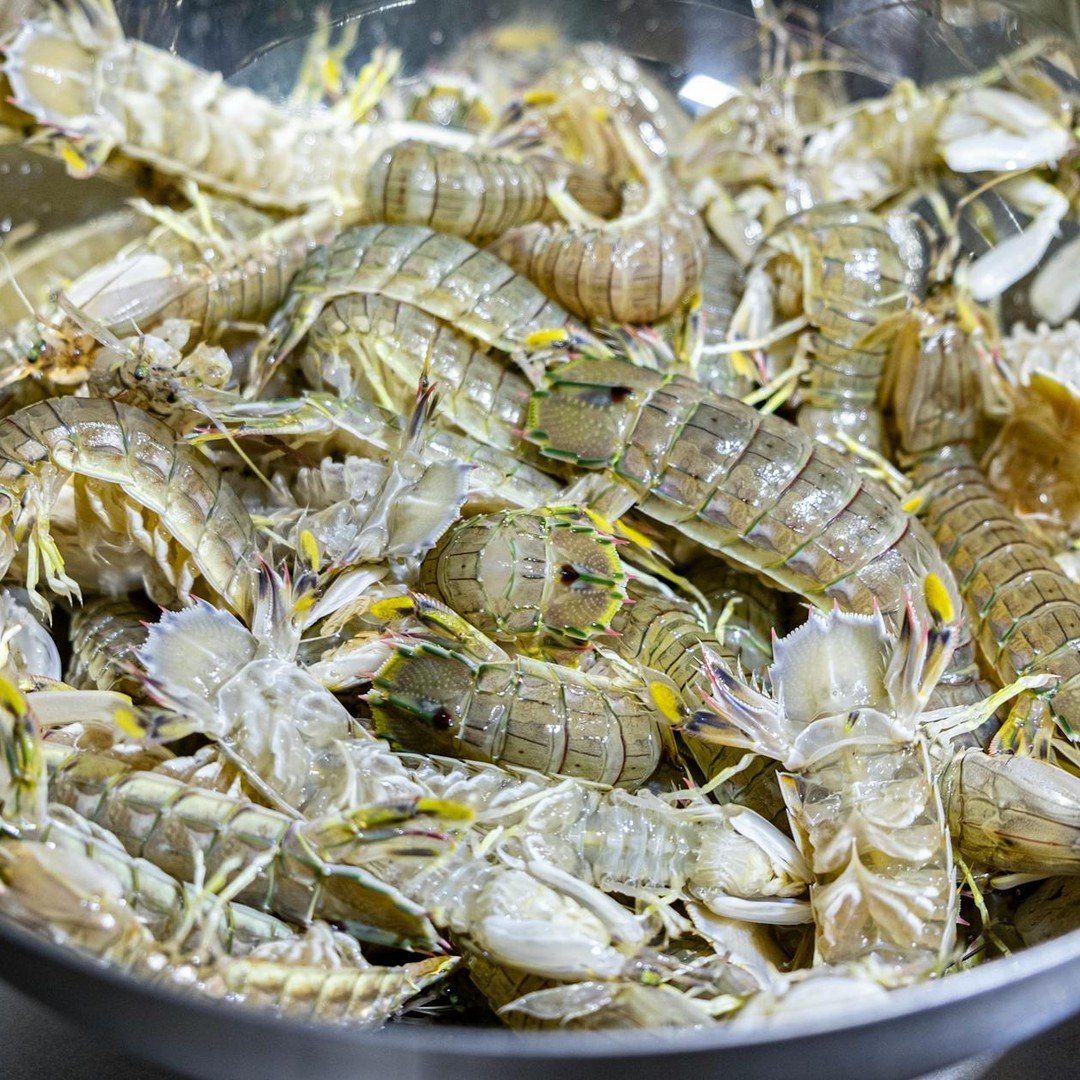 Les crevettes mantis peuvent frapper plus vite qu'une balle de pistolet.
