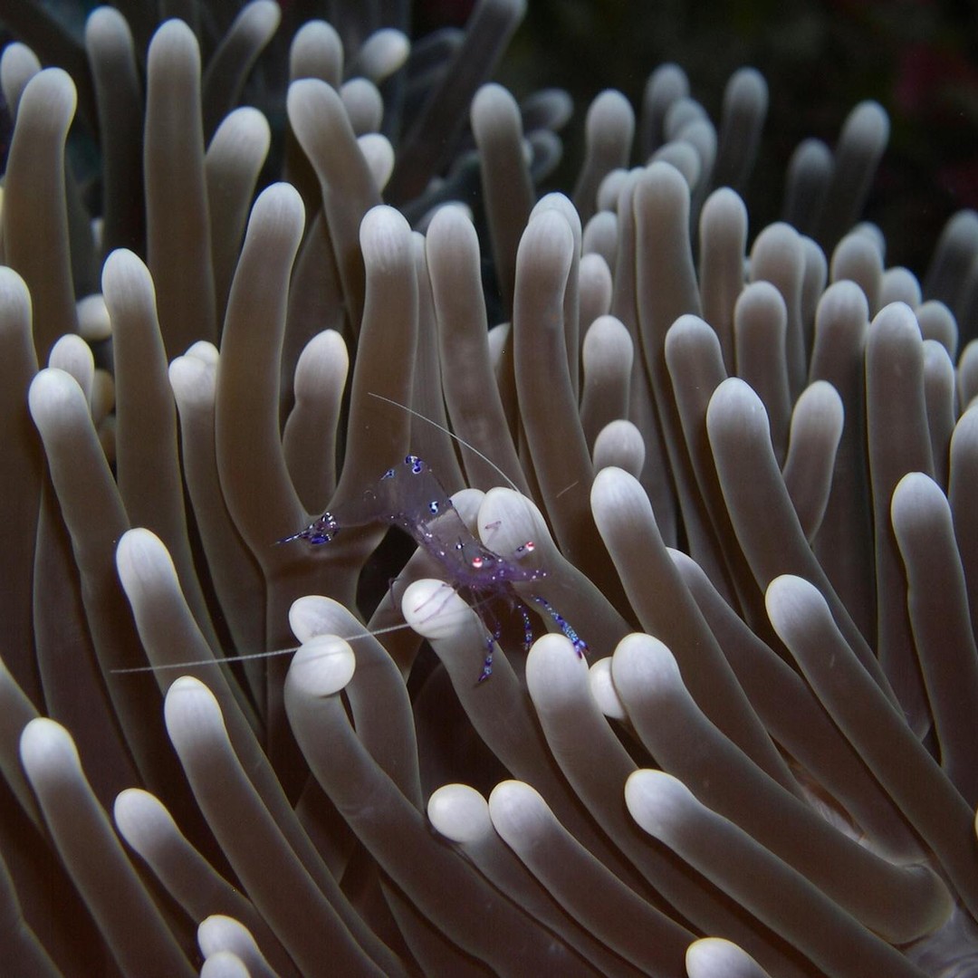 Une anémone de mer peut ressembler à une fleur, mais c'est un animal prédateur.