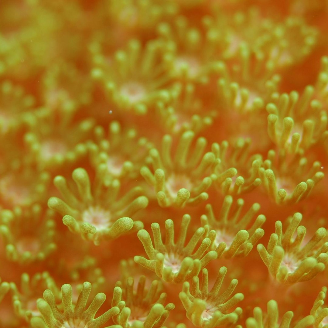 Le mucus des coraux peut piéger des particules et nourrir tout un micro-monde.