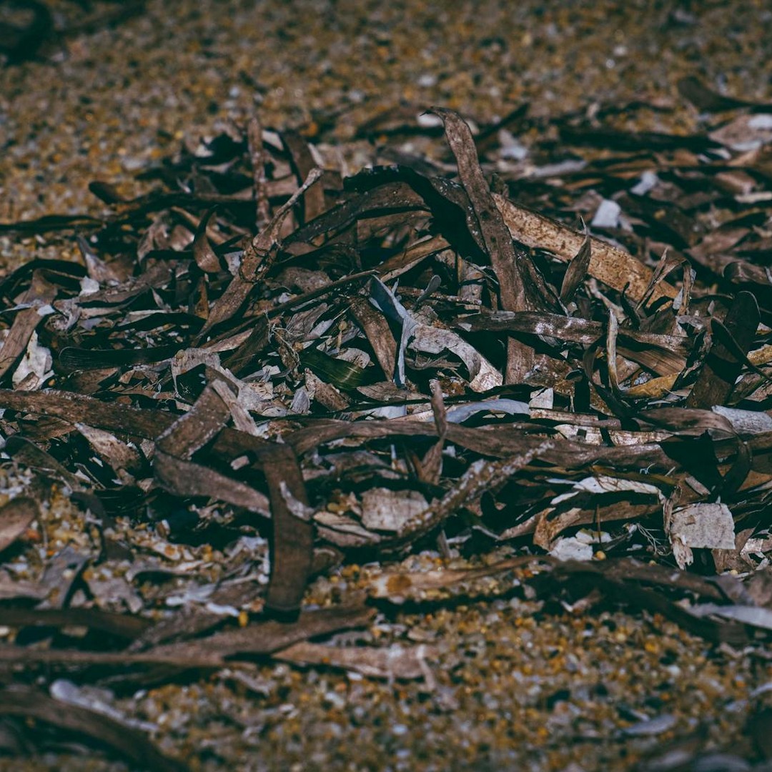 La laisse de mer nourrit des insectes et protège parfois les plages de l'érosion.