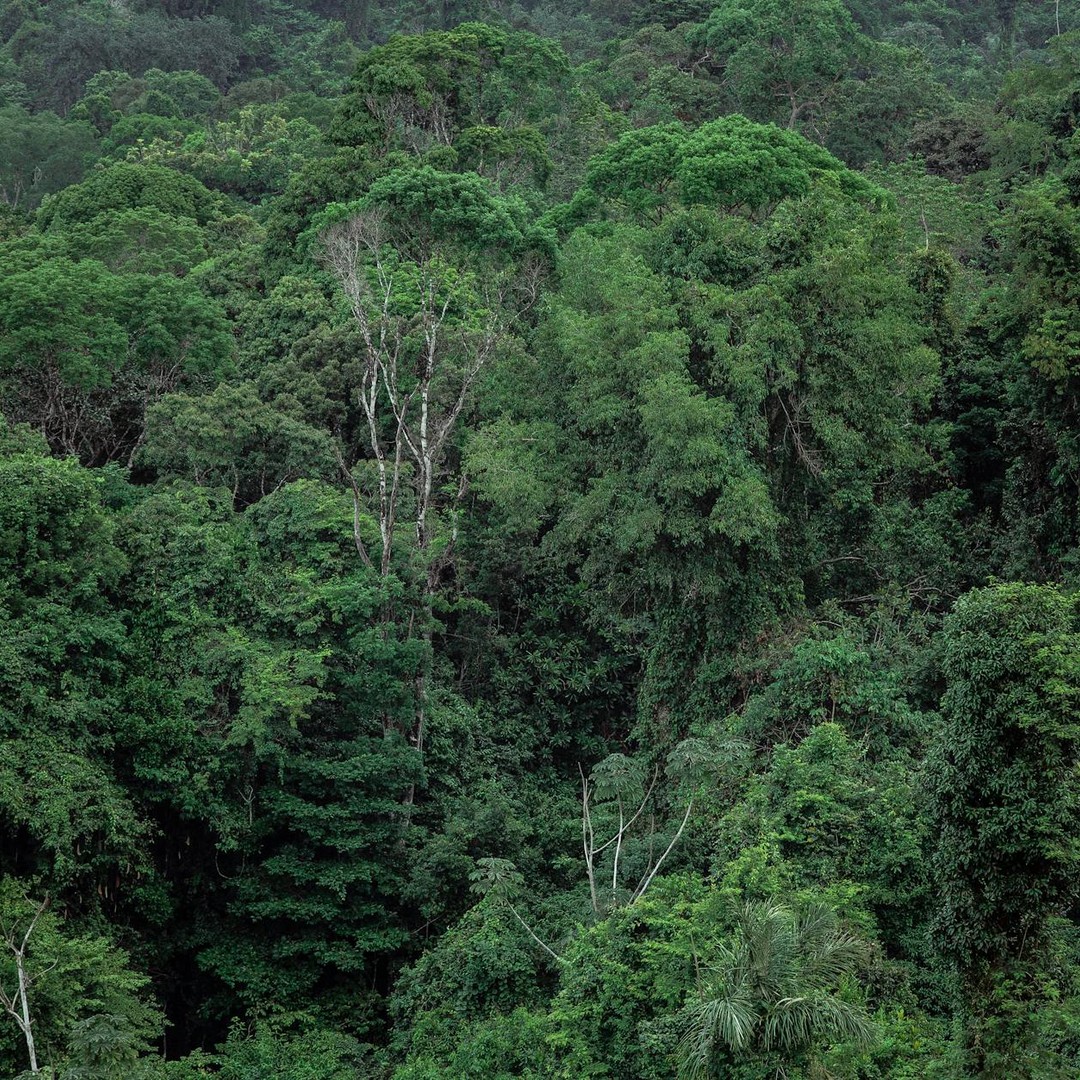 Les arbres de la forêt amazonienne créent leurs propres nuages.