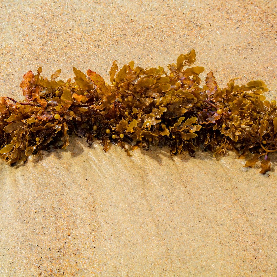 Les sargasses forment en pleine mer des radeaux naturels pour de petits animaux.