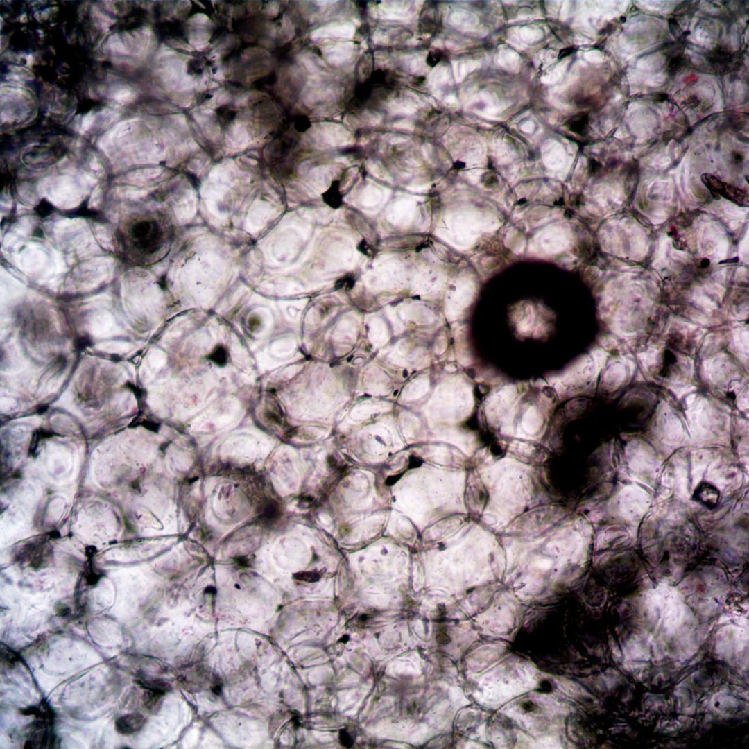 Un être humain est composé d'environ 37 000 milliards de cellules.
