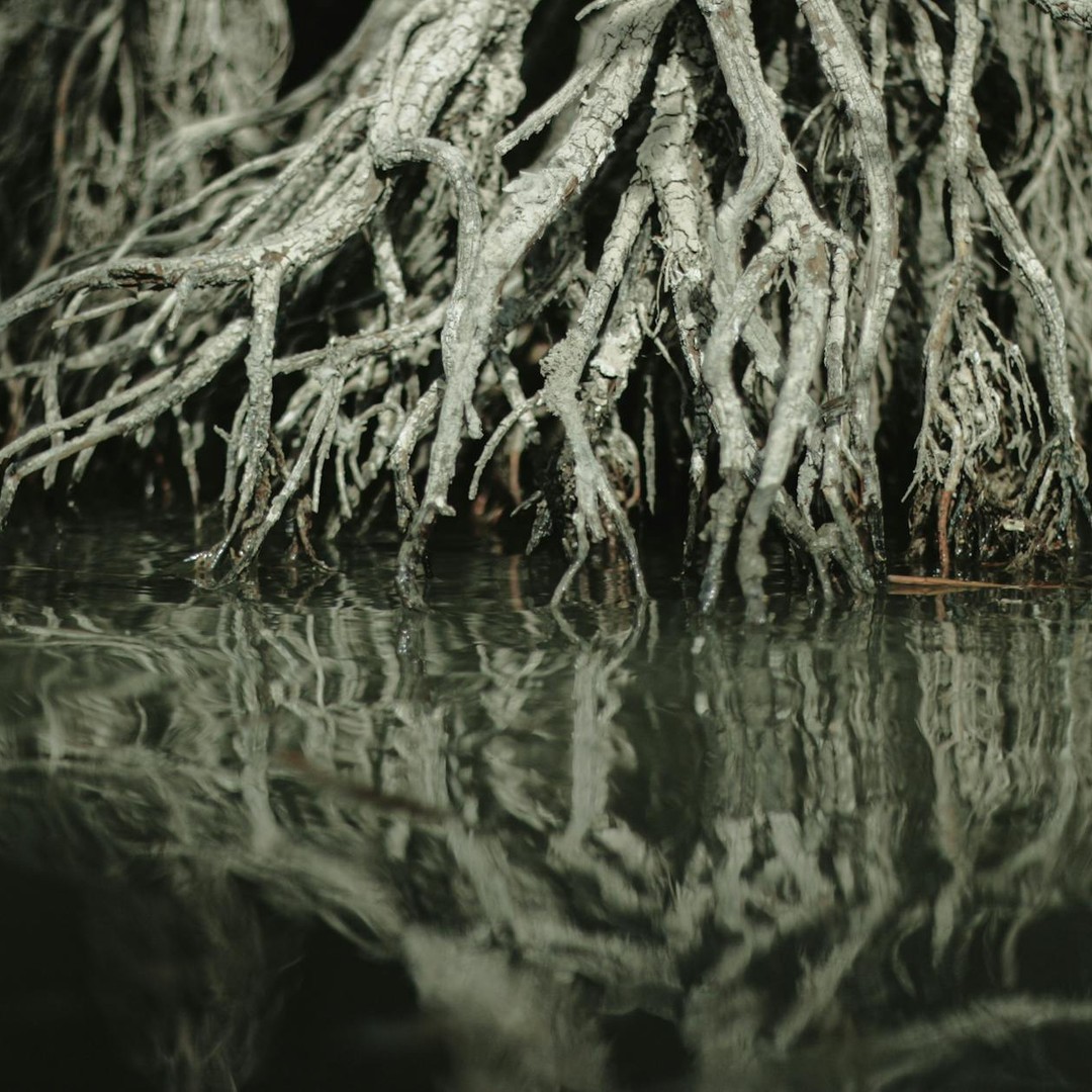 Les mangroves piègent les sédiments et amortissent certaines vagues côtières.