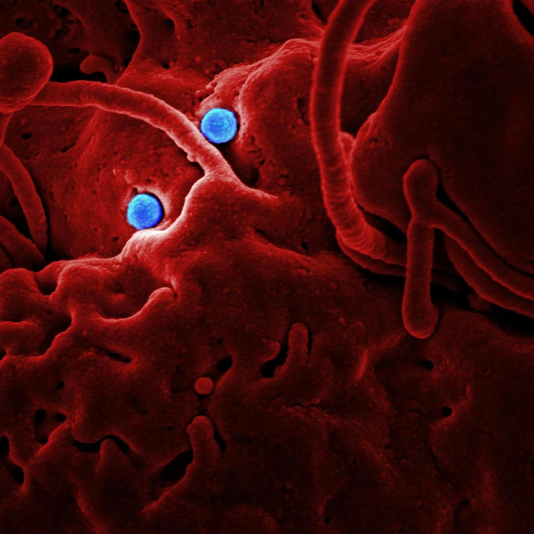 Les globules rouges circulent sans noyau chez les mammifères adultes.
