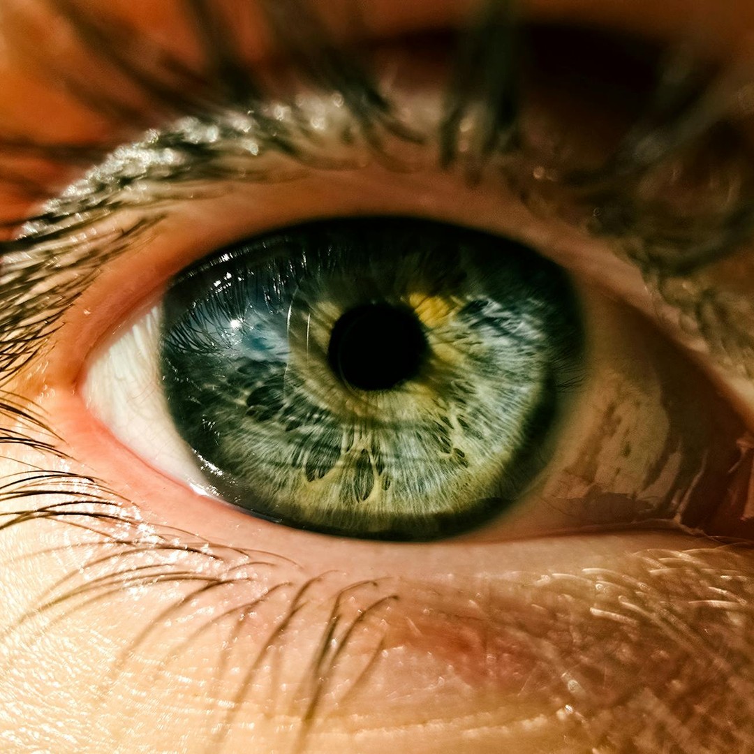 La pupille se dilate dans l'obscurité pour laisser entrer plus de lumière.
