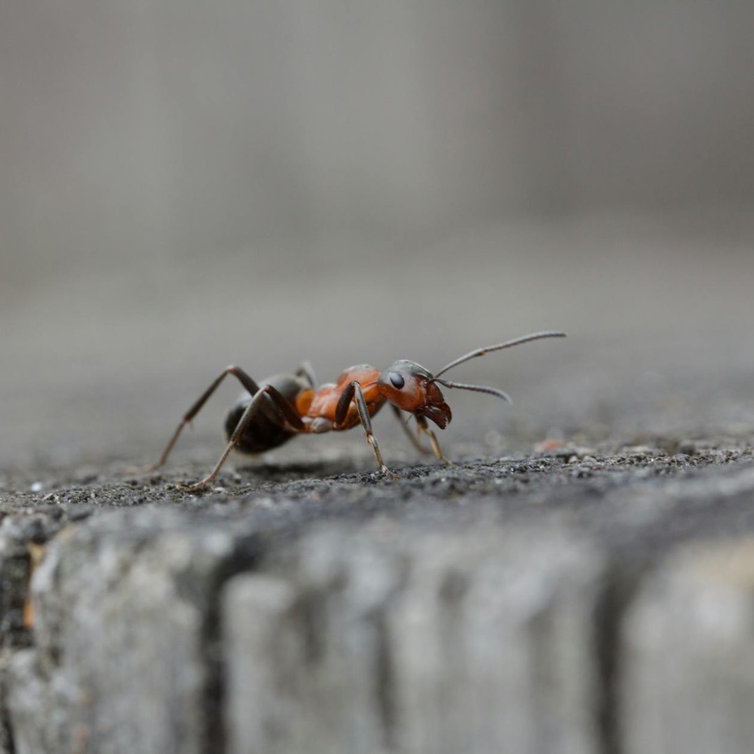 Les fourmis reconnaissent les membres de leur colonie par leur odeur.
