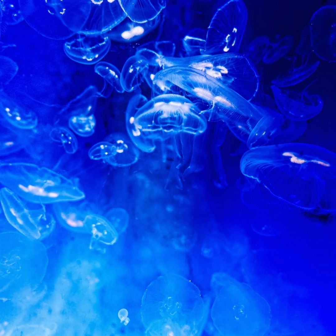 La bioluminescence marine transforme une réaction chimique en lumière froide.