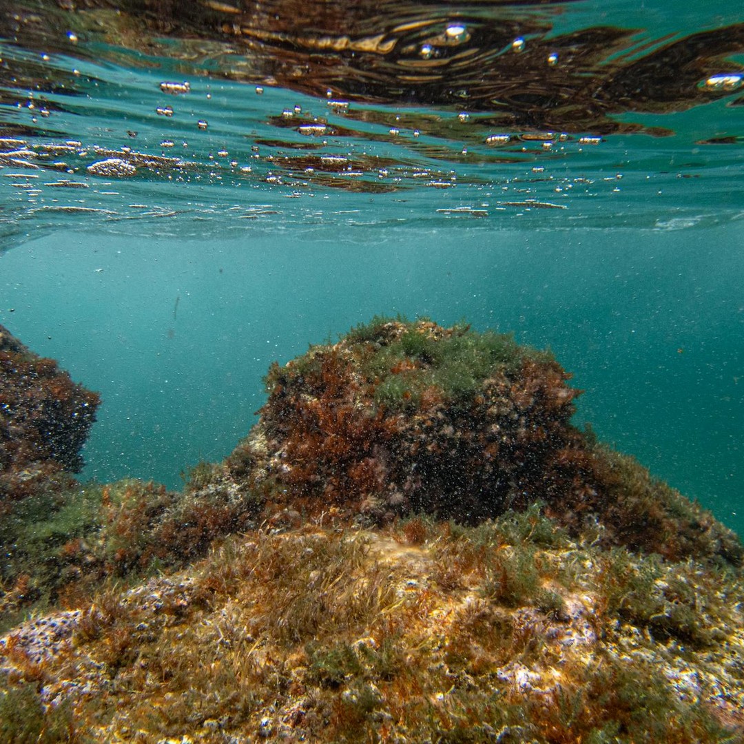 Les monts sous-marins servent souvent d'oasis de vie dans l'océan profond.