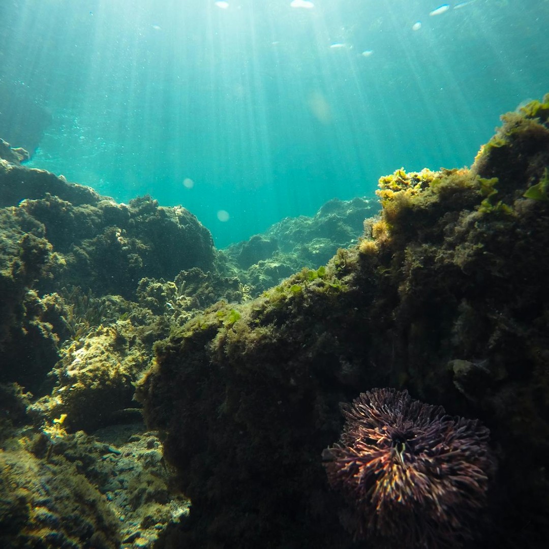 Les canyons sous-marins canalisent des sédiments comme des vallées invisibles.