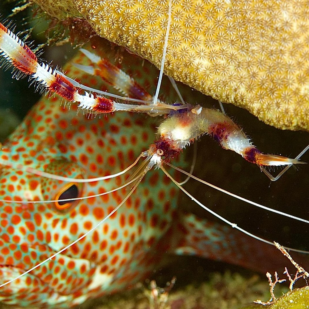 Les poissons des récifs peuvent nettoyer leurs voisins dans de véritables stations-service.
