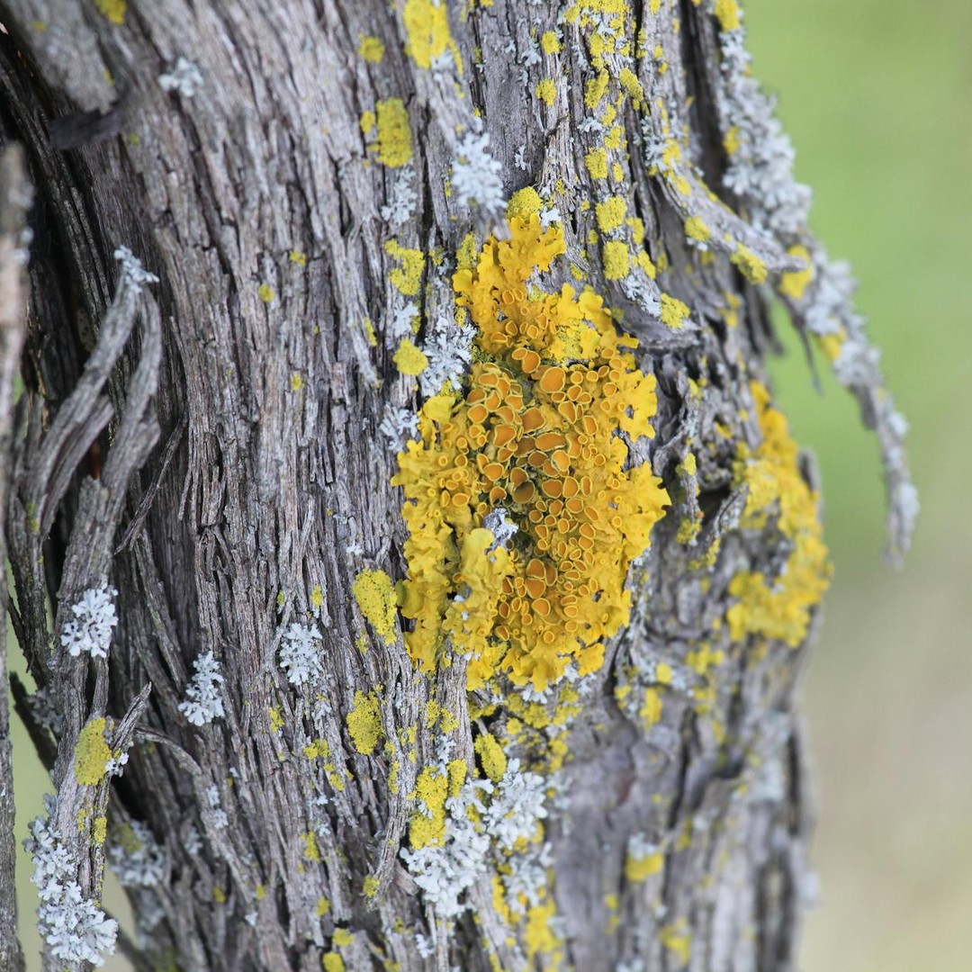 Les lichens peuvent servir de sentinelles de la pollution de l'air.