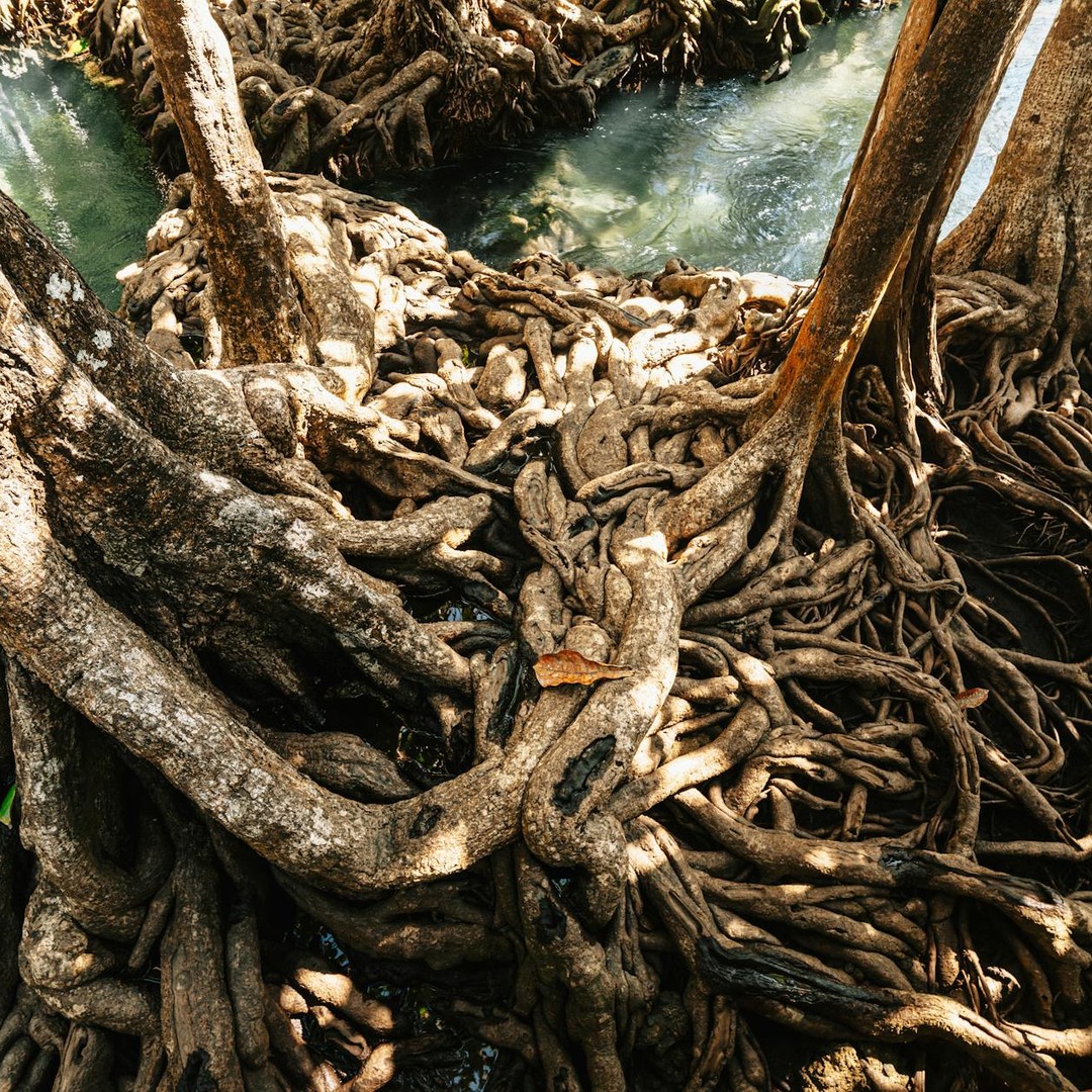 Les racines échasses aident certains arbres tropicaux à tenir dans des sols instables.