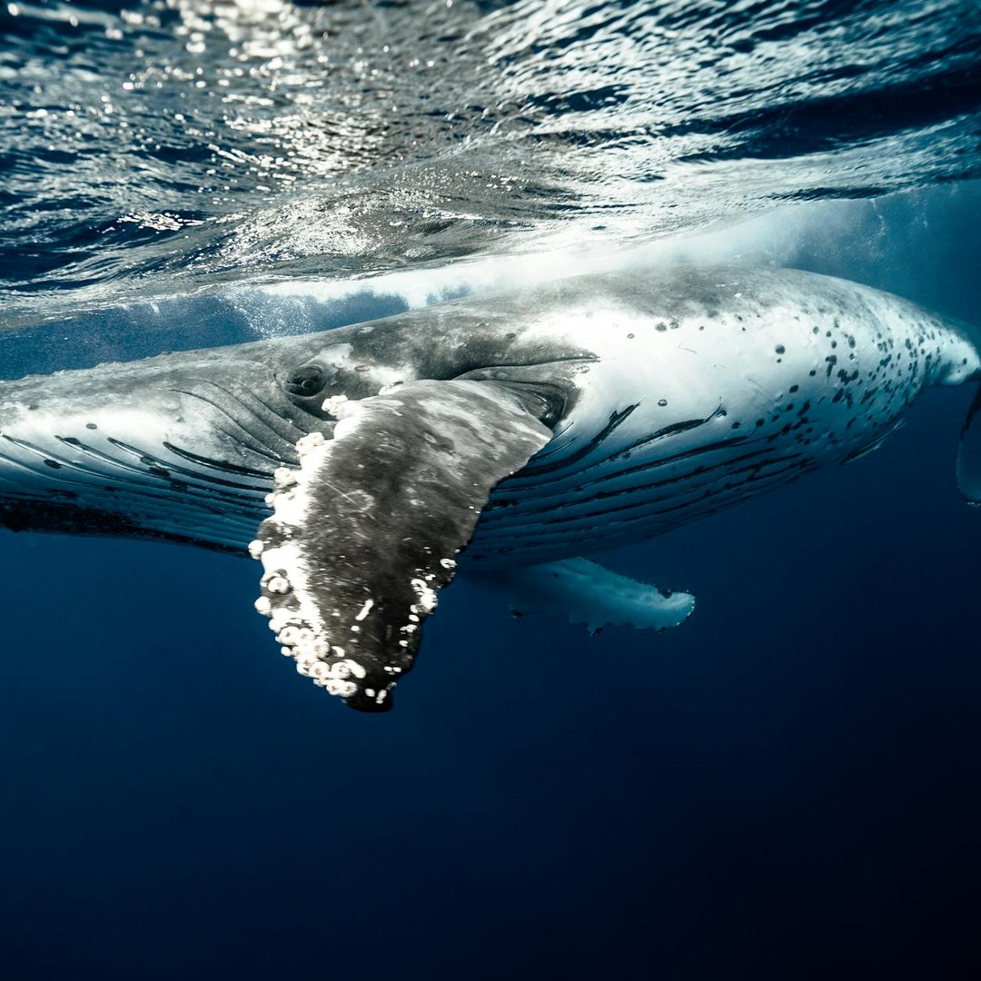 Les baleines à bosse peuvent rester en apnée jusqu'à 45 minutes.