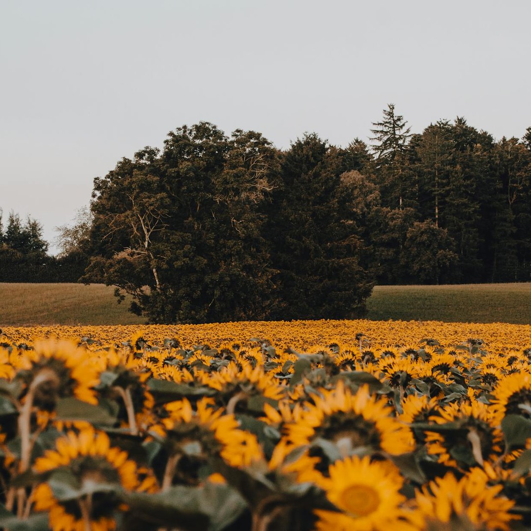 Les tournesols ne suivent le Soleil que lorsqu'ils sont jeunes.