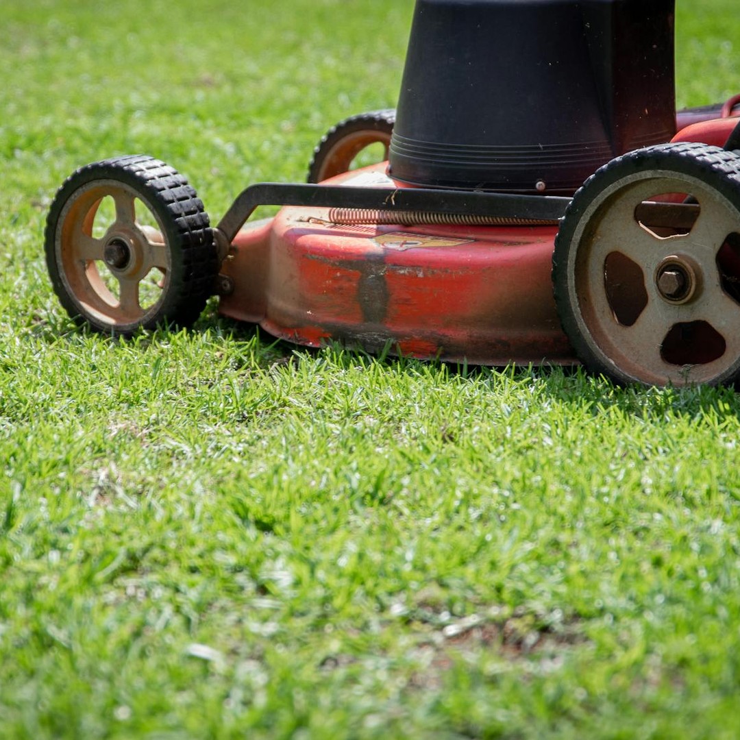 L'herbe coupée libère un parfum qui est en réalité un signal de détresse.