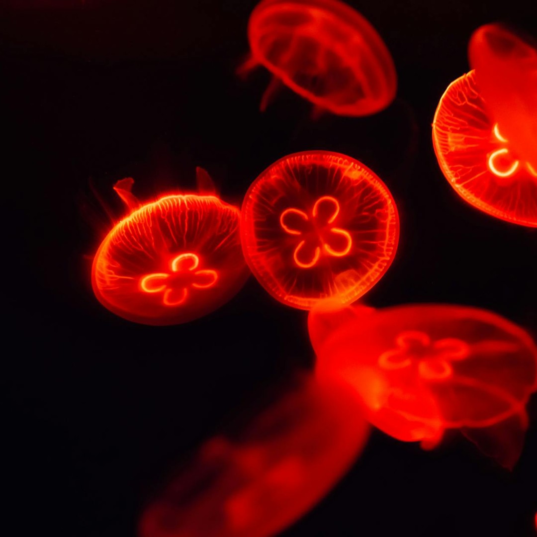 Certaines espèces de méduses sont biologiquement immortelles.
