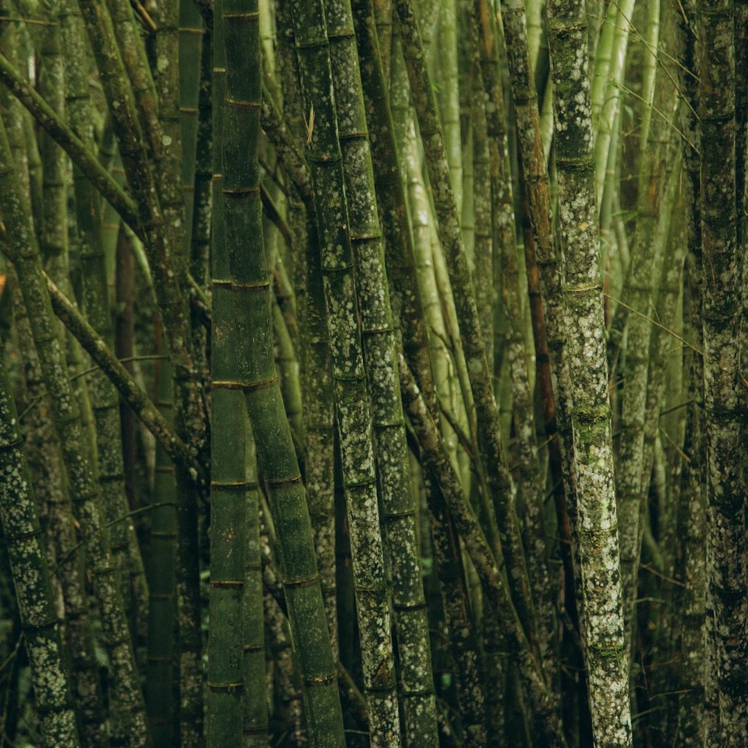 Certaines forêts de bambous peuvent pousser de 90 cm en une seule journée.