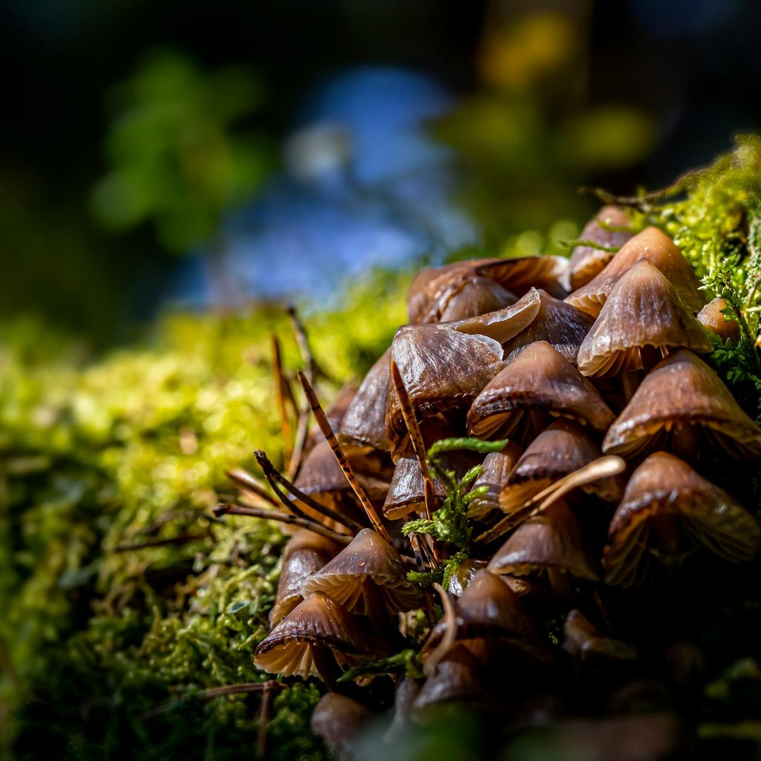 Les champignons sont plus proches des animaux que des plantes sur le plan génétique.