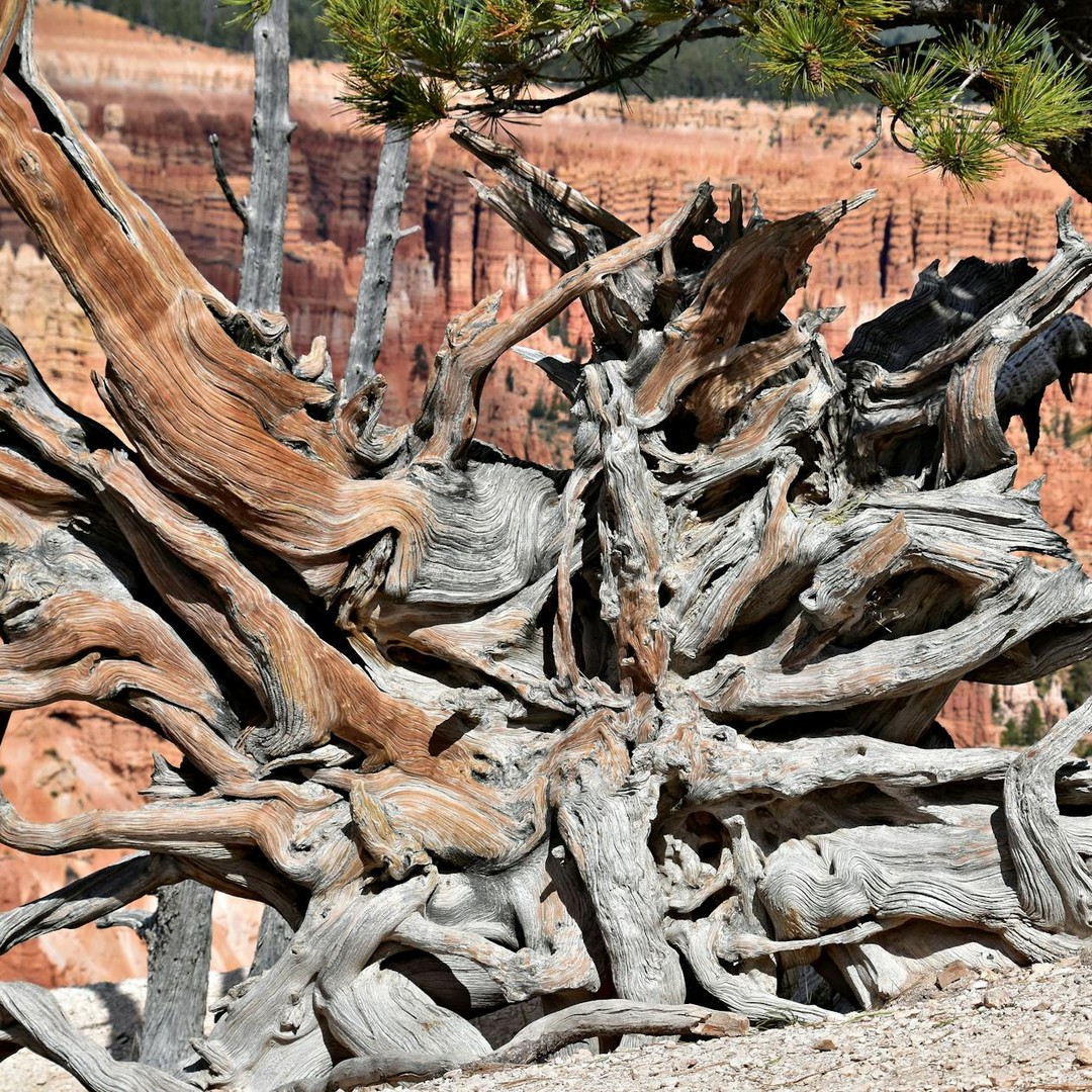 Il existe des arbres qui peuvent vivre plus de 5 000 ans.
