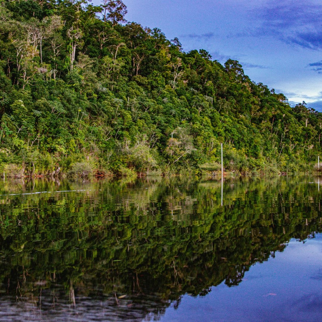 La forêt amazonienne produit environ 20 % de l'oxygène issu de la photosynthèse terrestre.