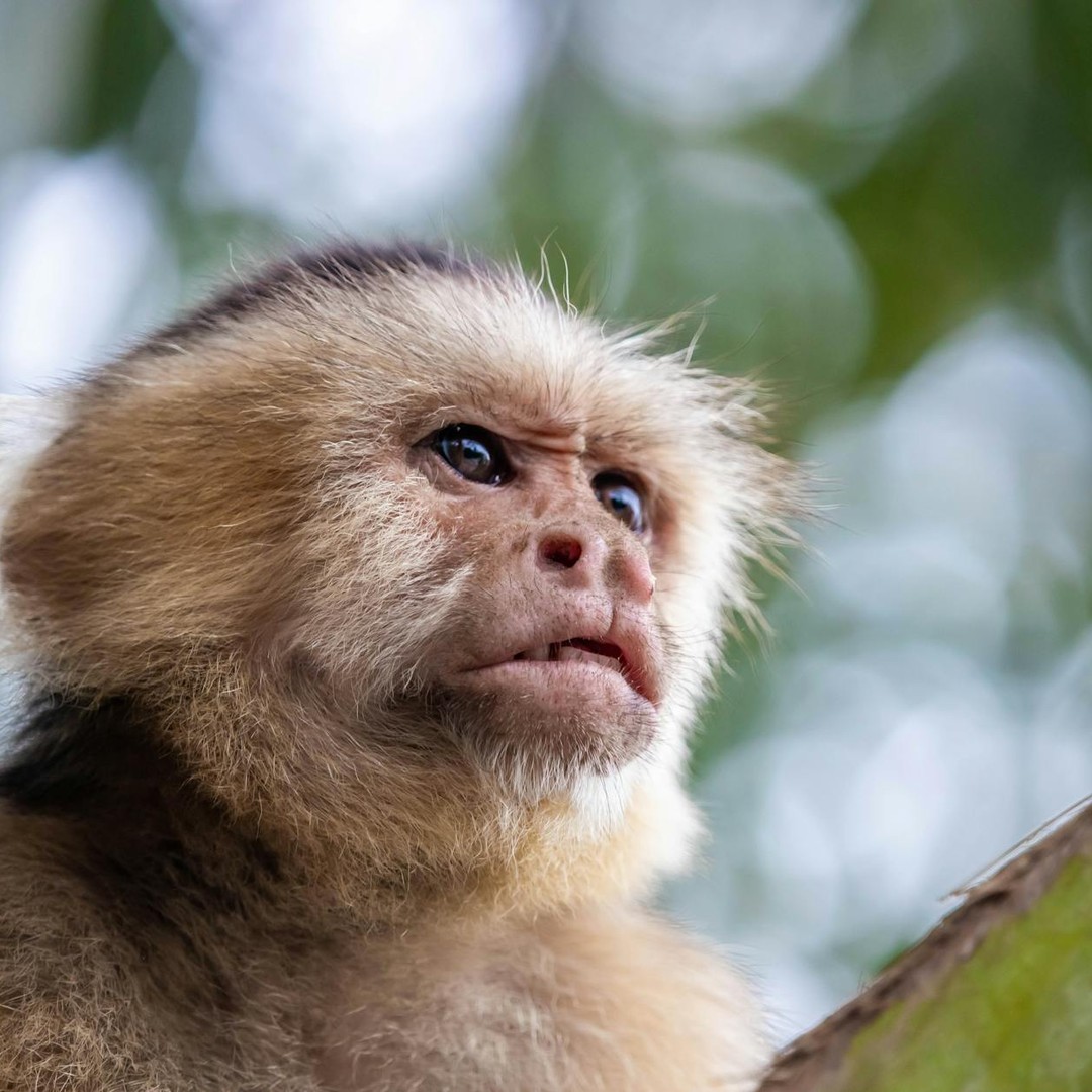 Les singes capucins utilisent des outils depuis 3 000 ans.