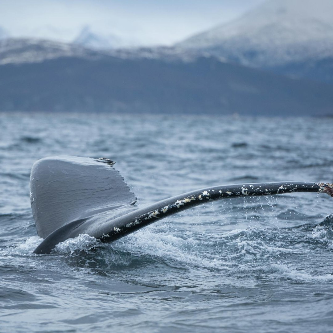 Les baleines boréales peuvent vivre plus de 200 ans.
