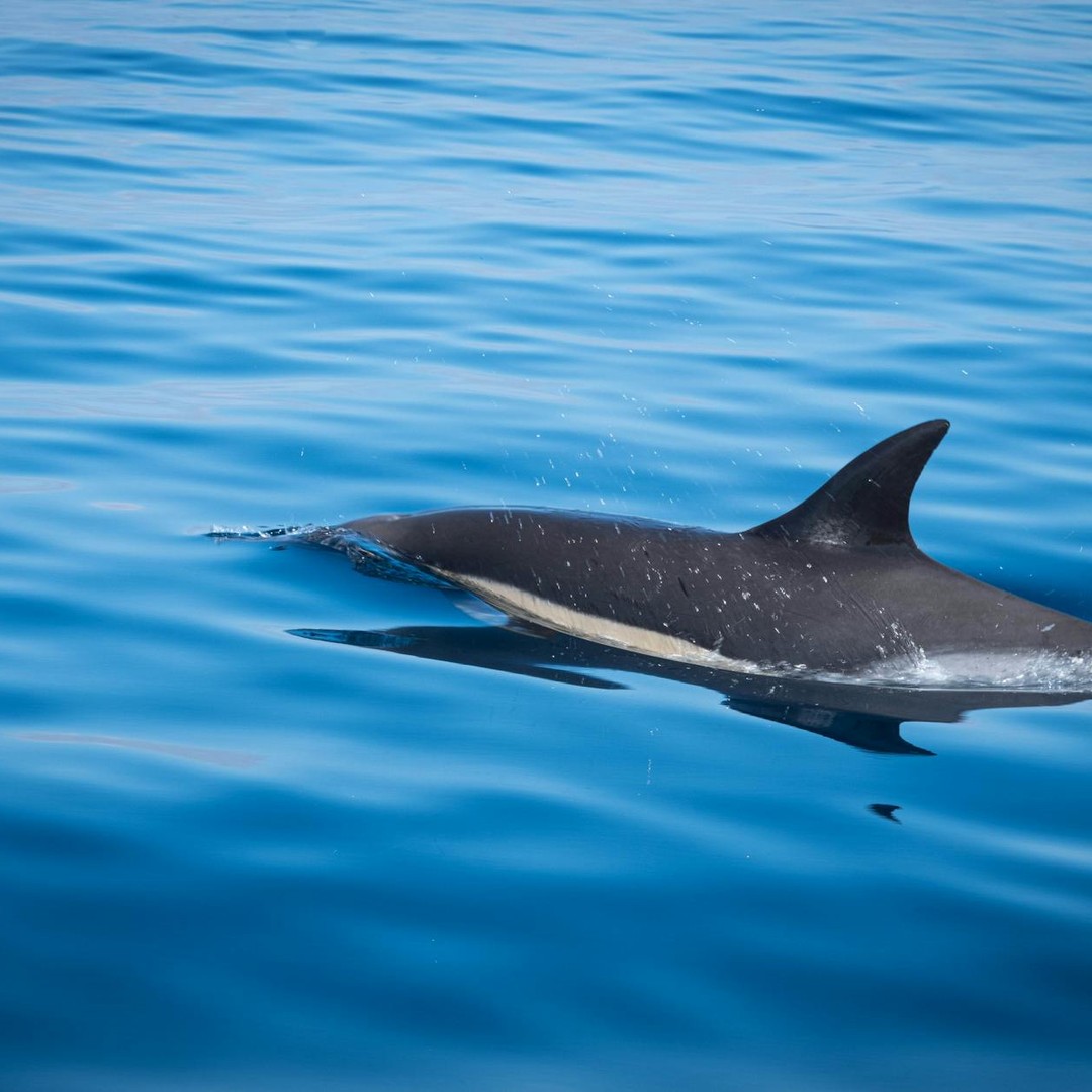 Les dauphins dorment avec un seul œil ouvert et une seule moitié de cerveau au repos.