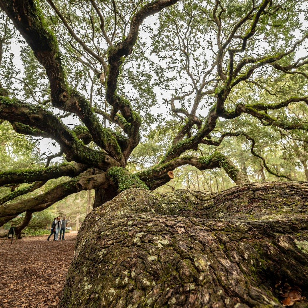 La forêt de Sherwood, célèbre pour Robin des Bois, existe bel et bien en Angleterre.